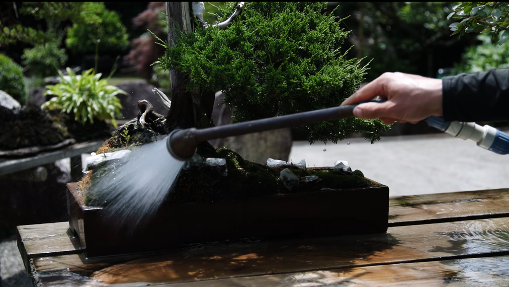 Bonsai Watering Tools | How to Choose Watering Cans and Nozzles