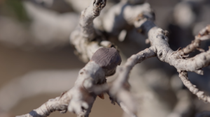 Bonsai cut paste and pruning wound protection