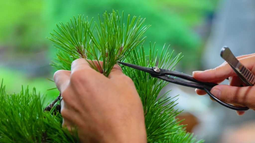 How to Choose Bonsai Trimming Scissors: Uses, Features, and Four Models Compared