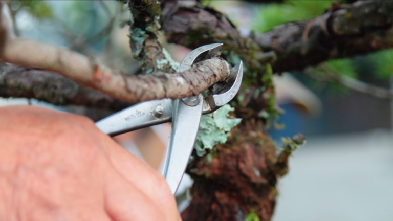 Removing a bonsai branch at its base with a concave cutter