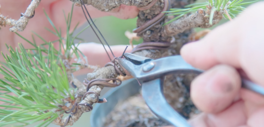 How to Choose Bonsai Pliers | Jaw Shape and Grip