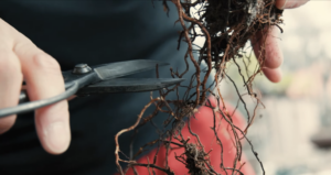 Using root pruning scissors to trim bonsai roots