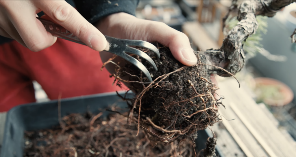 How to Choose Bonsai Root Rakes | Single vs. Three Prongs