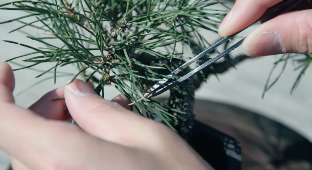 Bonsai Tweezers | How to Choose the Right Shape and Length