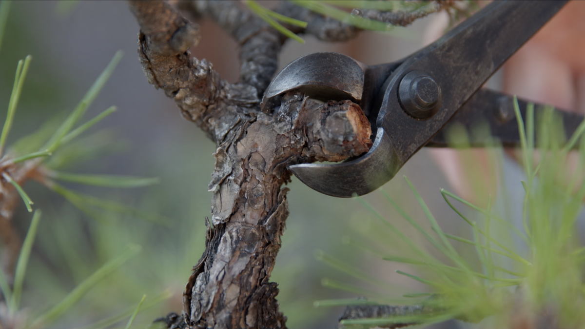 Bonsai Knob Cutters: How to Choose and Three Models